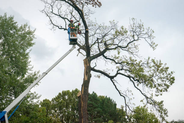 How Our Tree Care Process Works  in  Elmwood Place, OH